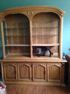 Nancy's Kitty-Approved Bookshelves